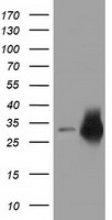 mu Crystallin Antibody