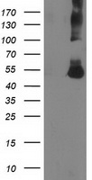 CORO1A Antibody