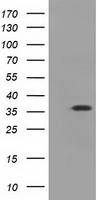 elF2 alpha Antibody