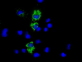 COX6A1 Antibody
