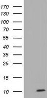 COX6A1 Antibody