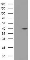 DHPS Antibody