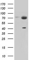 PEX5 Antibody