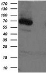 XPNPEP1 Antibody