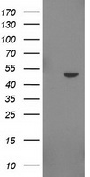 INDOL1 Antibody