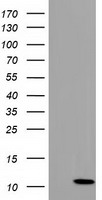 COX6B2 Antibody
