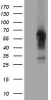 CD5 Antibody
