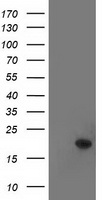 TTC32 Antibody