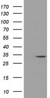 CFAP298 Antibody