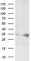 CFAP298 Antibody