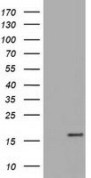 TTC32 Antibody