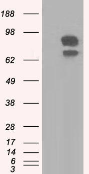 SH3PX1 Antibody