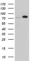 SH3PX1 Antibody