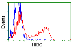 HIBCH Antibody