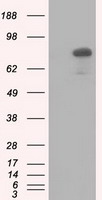 HID1 Antibody