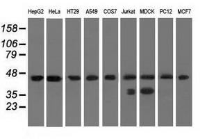 C9orf41 Antibody