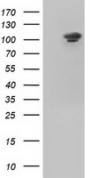 USP5 Antibody