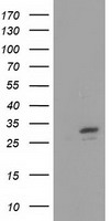 FHL1 Antibody
