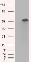 RANGAP1 Antibody