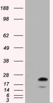 RAB17 Antibody