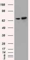 SH3PX1 Antibody