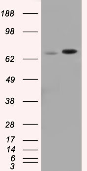 SNX9 Antibody