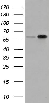 SH3PX1 Antibody