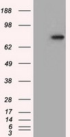 H6PD Antibody