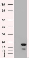 RAB17 Antibody