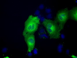 ACAT2 Antibody
