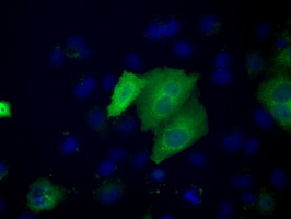 ACAT2 Antibody