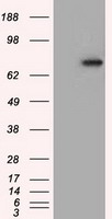 PDE4A Antibody