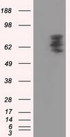 PDE4A Antibody