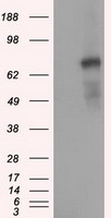PDE4A Antibody