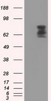 PDE4A Antibody