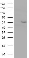 Cytochrome P450 1A2 Antibody