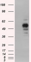 PRKAR2A Antibody