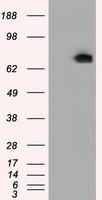 PDE4A Antibody
