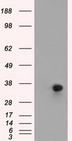 ERCC1 Antibody