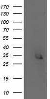 ERCC1 Antibody