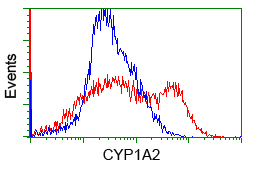 Cytochrome P450 1A2 Antibody