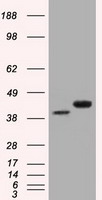 BSG Antibody