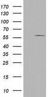 Cytochrome P450 1A2 Antibody