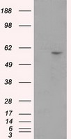 Cytochrome P450 1A2 Antibody
