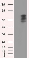 PDE4A Antibody