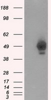PKA R2 Antibody
