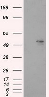 ALDH3A1 Antibody