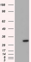 NIT2 Antibody