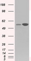 Glucose 6 phosphate isomerase Antibody