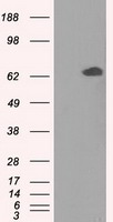 Glucose 6 phosphate isomerase Antibody